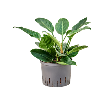 Philodendron 'Imperial Green' 1PHIGBP14