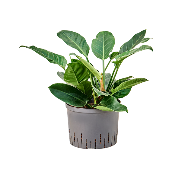 Philodendron 'Imperial Green' 1PHIGBP14