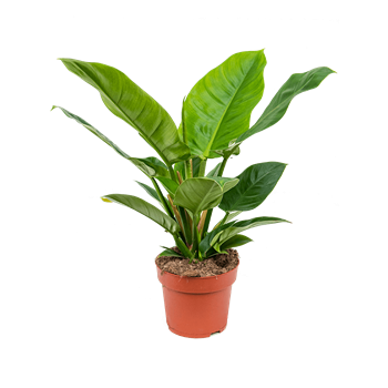 Philodendron 'Imperial Green' 4PHIGBU09