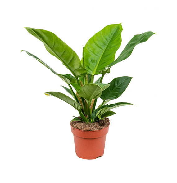 Philodendron 'Imperial Green' 4PHIGBU09