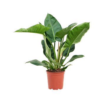 Philodendron 'Imperial Green' 4PHIGBU30