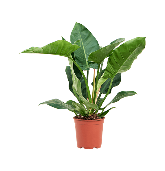 Philodendron 'Imperial Green' 4PHIGBU30