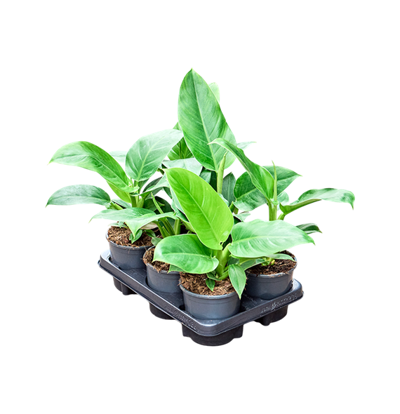Philodendron 'Imperial Green' 6/tray 4PHIGBP12