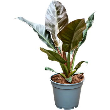 Philodendron 'Imperial Red' 4PHIRBU18