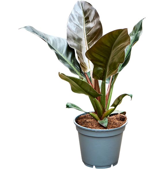 Philodendron 'Imperial Red' 4PHIRBU18