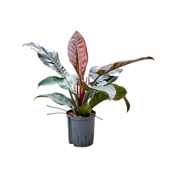 Philodendron 'Imperial Red' 1PHIRBP07