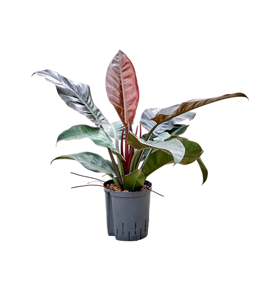 Philodendron 'Imperial Red' 1PHIRBP07