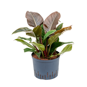 Philodendron 'Imperial Red' 1PHIRBP09