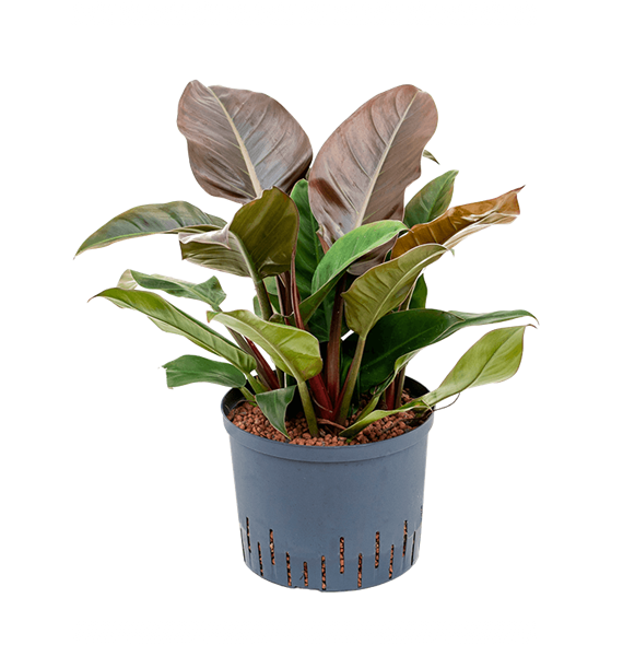 Philodendron 'Imperial Red' 1PHIRBP09