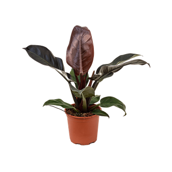 Philodendron 'Imperial Red' 4PHIRBU15