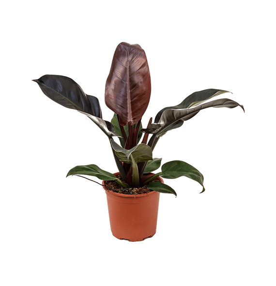 Philodendron 'Imperial Red' 4PHIRBU15