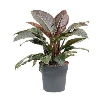 Philodendron 'Imperial Red' 4PHIRBU26