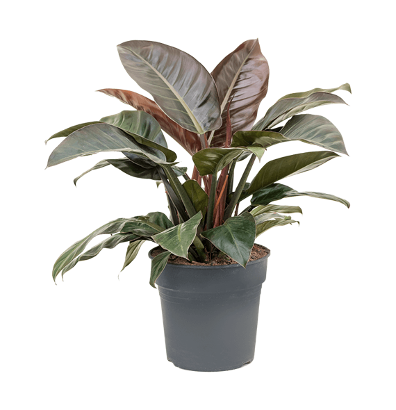 Philodendron 'Imperial Red' 4PHIRBU26