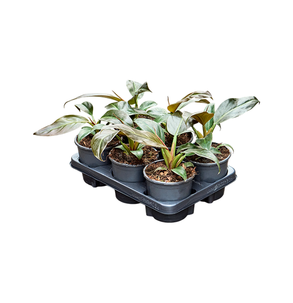 Philodendron 'Imperial Red' 6/tray 4PHIRBP13