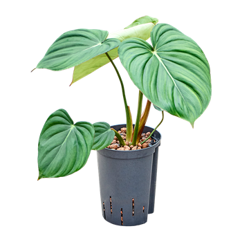 Philodendron 'Mc Dowell' 1PHMDBU15