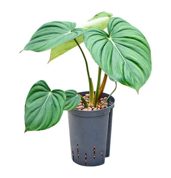Philodendron 'Mc Dowell' 1PHMDBU15