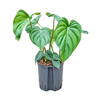 Philodendron 'Mc Dowell' 1PHMDBU18