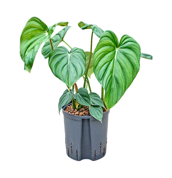 Philodendron 'Mc Dowell' 1PHMDBU18