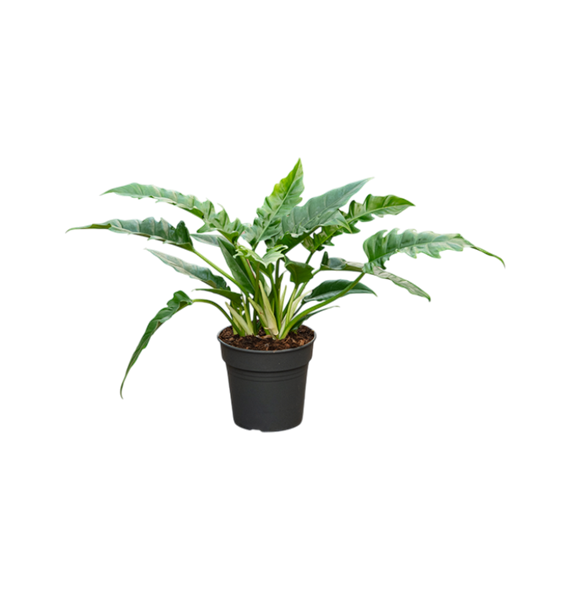 Philodendron 'Narrow' 4PHNABU24