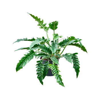 Philodendron 'Narrow' 4PHNABU30