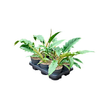 Philodendron 'Narrow' 6/tray 4PHNABU14