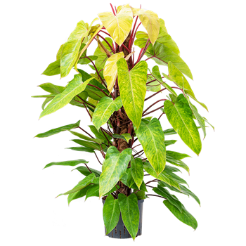 Philodendron 'Painted lady' 1PHPLMK22