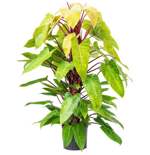 Philodendron 'Painted lady' 1PHPLMK22