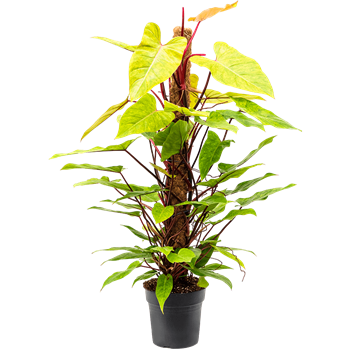 Philodendron 'Painted Lady' 4PHPLMK24