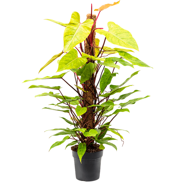 Philodendron 'Painted Lady' 4PHPLMK24