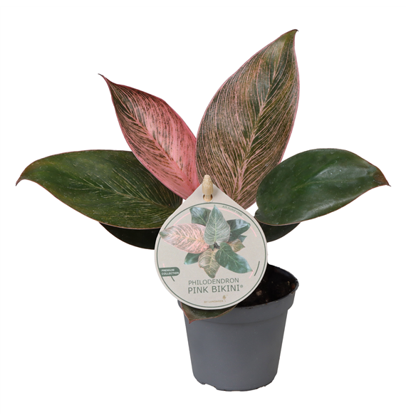 Philodendron 'Pink Bikini' F00004161