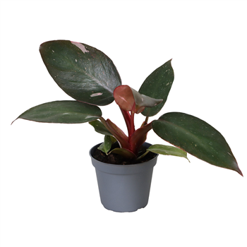 Philodendron 'Pink Princess' F00003201