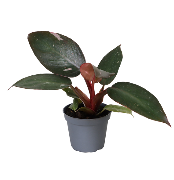Philodendron 'Pink Princess' F00003201