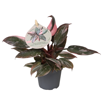 Philodendron 'Pink Princess' F00004165