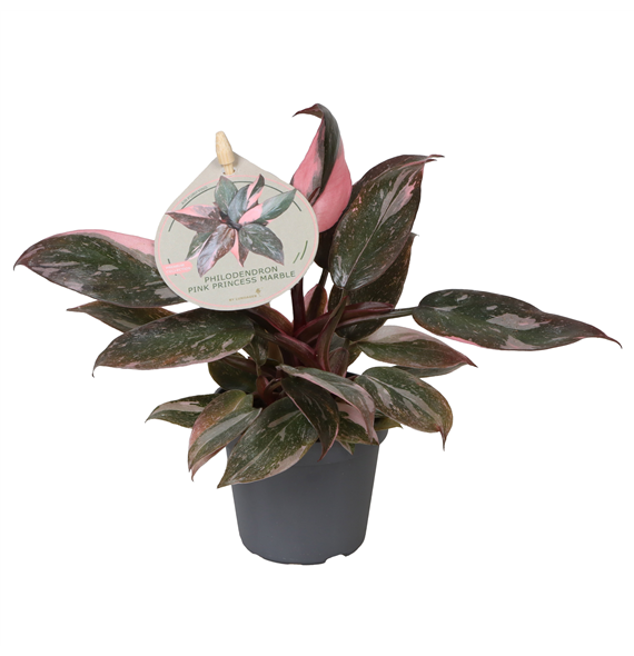 Philodendron 'Pink Princess' F00004165