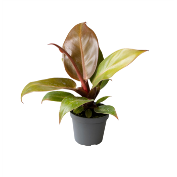 Philodendron 'Prince of Orange' F00002050