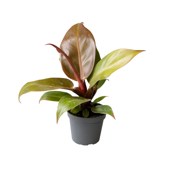 Philodendron 'Prince of Orange' F00002050
