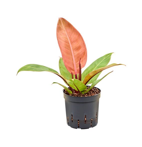 Philodendron 'Prince of Orange' 2PHPOBP13