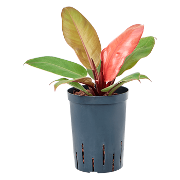 Philodendron 'Prince of Orange' 1PHPOBP15