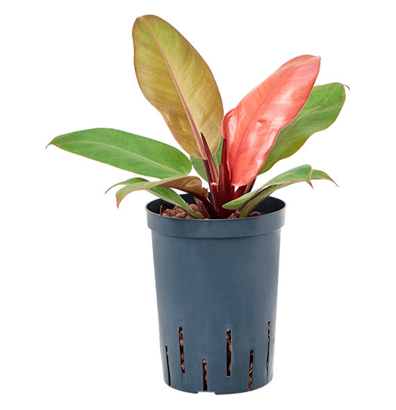 Philodendron 'Prince of Orange' 1PHPOBP15