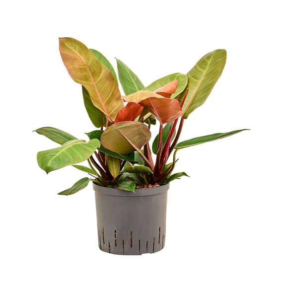 Philodendron 'Prince of Orange' 1PHPOBP22