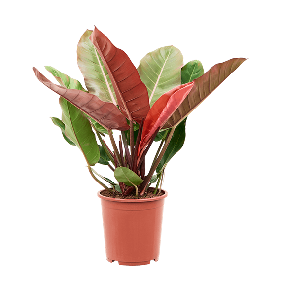 Philodendron 'Prince of Orange' 4PHPOBU75