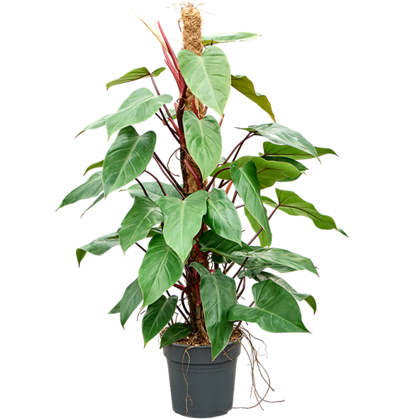 Philodendron 'Red Emerald' 4PHREMK21