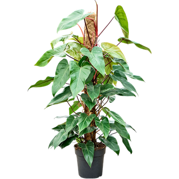 Philodendron 'Red Emerald' 4PHREMK12