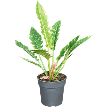 Philodendron 'Ring of Fire' 4PHRFBU19
