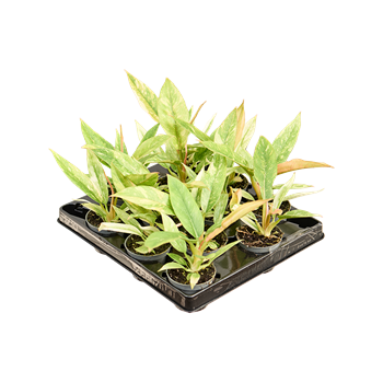 Philodendron 'Ring of Fire' 12/tray 4PHRFBP06