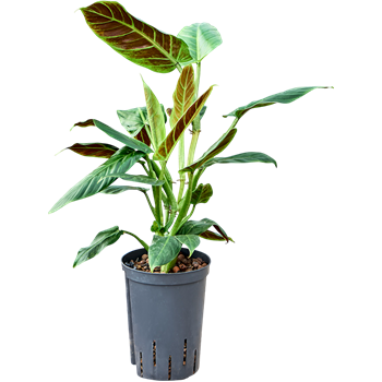 Philodendron 'Subhastatum' 1PHSUBP15