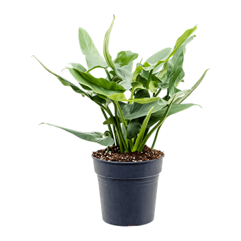 Philodendron 'Silver Queen' 4PHSQBU24
