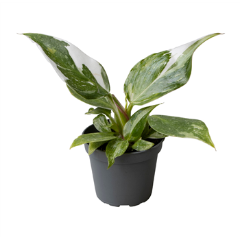 Philodendron 'White Princess' F00004151