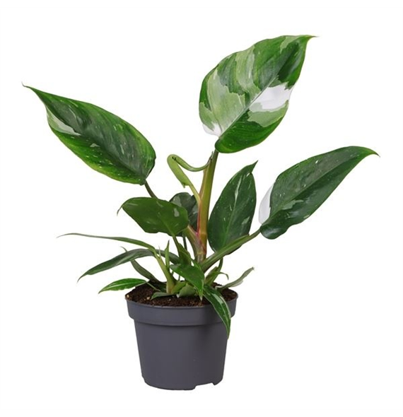 Philodendron 'White Princess' F00004989