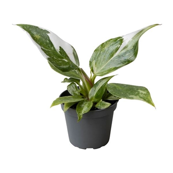 Philodendron 'White Princess' F00004988